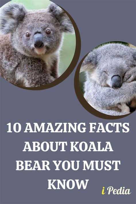 Koala Bear animals animalfacts Animals, Bears, Koala Bear, Animal Facts ...