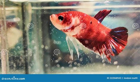 Picture Of A Male Betta Fish In Solitary Stock Image Image Of Betta