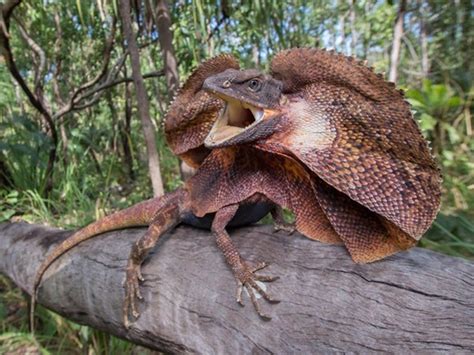 Lagarto De Cuello Con Volantes Wiki Mascotas Amino Amino