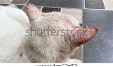 Close Up Photo Cat Ears Fungal Dermatitis Stock Photo 2099670622