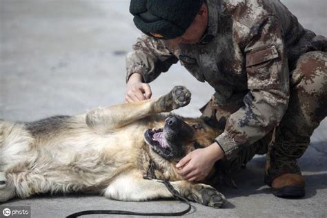 訓狗藝術的歷史3—國防軍犬的歷史以及人道主義訓犬初顯現 每日頭條