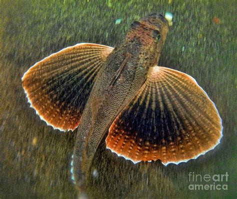 Sea Robin Photograph Sea Robin By Paul Ward Beautiful Fish Sea