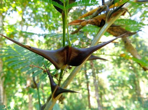 Acacia Cornigera Sub Unidad Ambiental