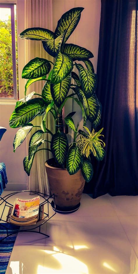 Plantas da sorte 5 espécies para decorar e atrair boas energias