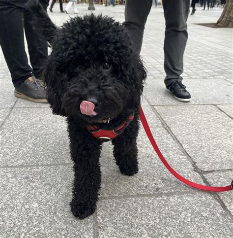 Black Labradoodle Guide Everything You Need To Know