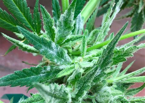 How To Treat And Cure Cannabis Powdery Mildew Complete Guide