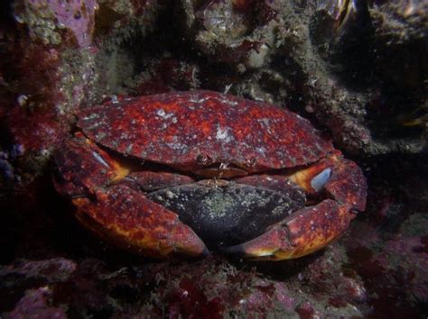 Rock Crab California Sea Grant