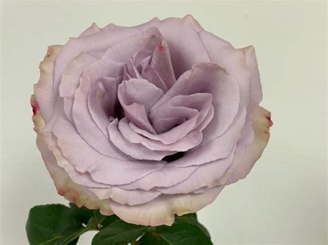 New Rose Variety Friends