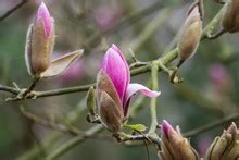 Magnolia Yulan Flower And Leaves Free Stock Photo - Public Domain Pictures