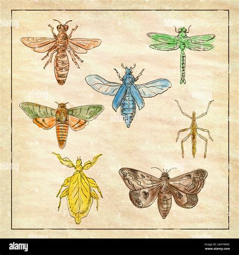 Vintage Victoriano ilustración dibujo de una colección de insectos como