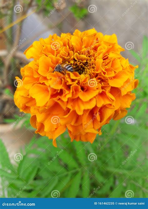 Indian Marigold Genda Phool Full HD Stock Image - Image of marigold ...