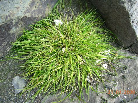 Antarctic Grass