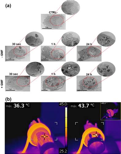 Full Article How Magnetic Composites Are Effective Anticancer