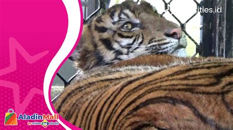 Viral Harimau Sumatra Terluka Usai Serang Warga Aceh Masih Dirawat