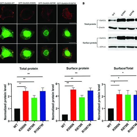 Surface And Total Expression Of Glun A Wt And Glun A Mutant Nmdars