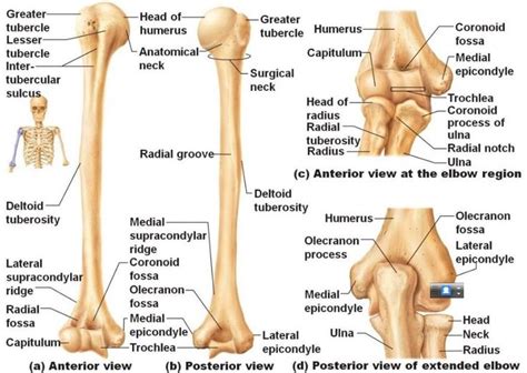 Humerus Diagram Labeled Unlabeled Humerus