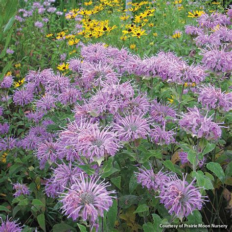 Native Prairie Plants for Any Size Garden | Garden Gate