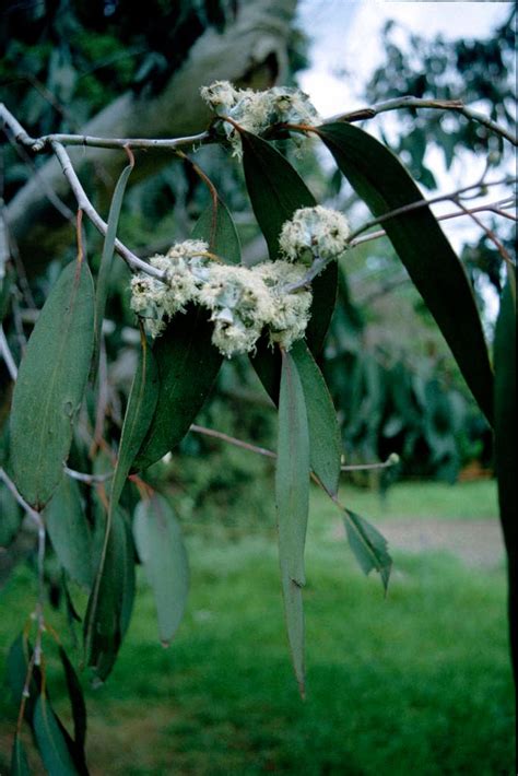 Eucalyptus Pauciflora Subsp Debeuzevillei Jounama Snow Gum Trees RHS