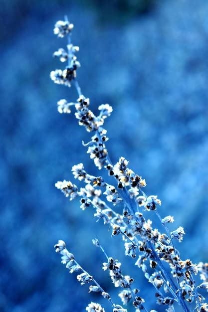 Premium Photo Close Up Of Cherry Blossom Against Blue Sky