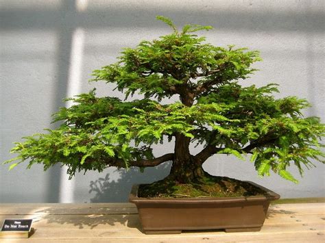 Sequoia Bonsai Tree | That is so zen. | Rose Hahn | Flickr Bonsai Tree ...