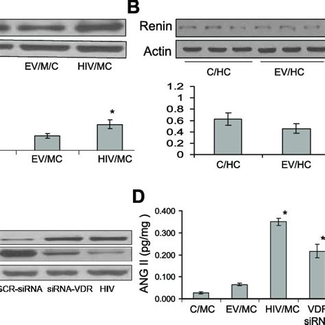 Hiv Induces Tubular Cell P Activation And Associated Downstream