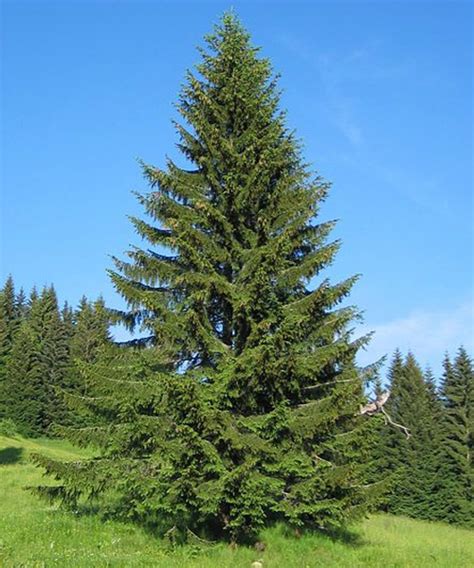 Picea Abies Pépinière Jasmin