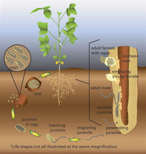 Soybean Cyst Nematode Scn Soybean Disease Soybean Research And Information Network Srin