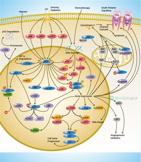 Cancer Pathways Overview