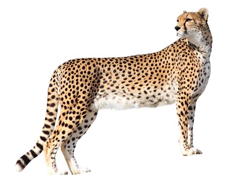 Cheetah Png Cheetah Transparen 201437 Kb Free Png Hdpng