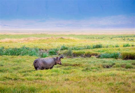 Ngorongoro Crater Discover Africa Safaris