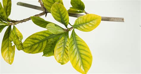 What leaves can tell you about a plant’s health