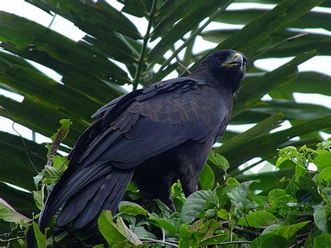 Elang Hitam (Ictinaetus malayensis) | Elang Hitam (Ictinaetu… | Flickr