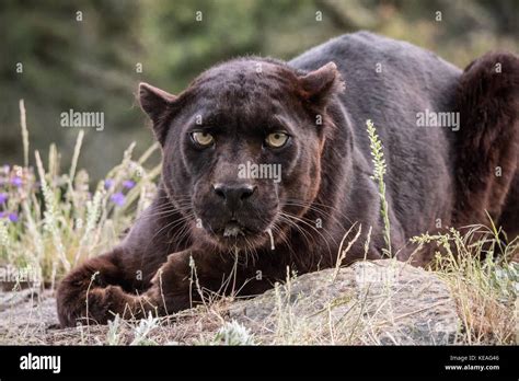 Black Panther Range