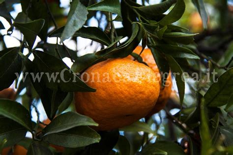 Al Via La Festa Del Mandarino Dei Campi Flegrei Cronaca Flegrea