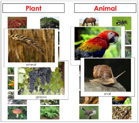 Plant Or Animal Montessori Science Animals Plants