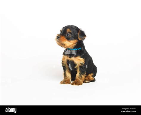 Portrait Of Yorkshire Terrier Puppy Stock Photo Alamy