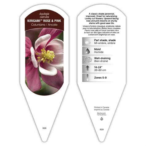 Aquilegia Kirigami Rose And Pink Sturdy Plant Id Tag With Description