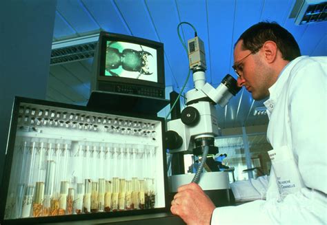 Forensic Scientist Views Beetle Through Microscope Photograph By Pascal Goetgheluckscience