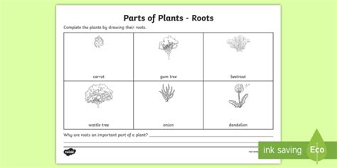 Plant Roots Worksheet Worksheet