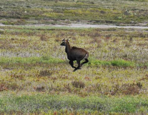 Nilgai From Laguna Atascosa National Wildlife Refuge On January 4 2015