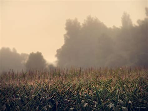 Field Corn John Todaro Photography