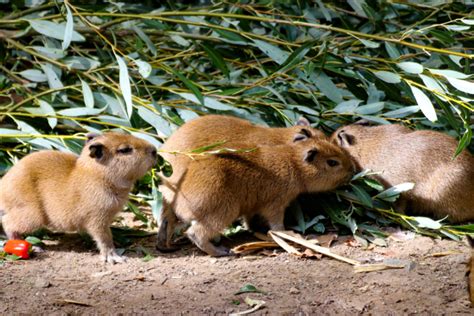 Five Little Capybara Babies - ZooBorns