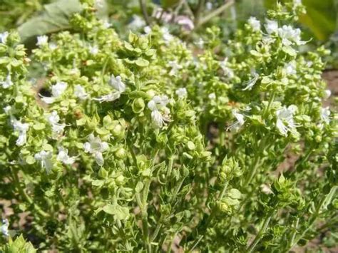 8 Aromatic Culinary Herbs With Tiny White Flowers