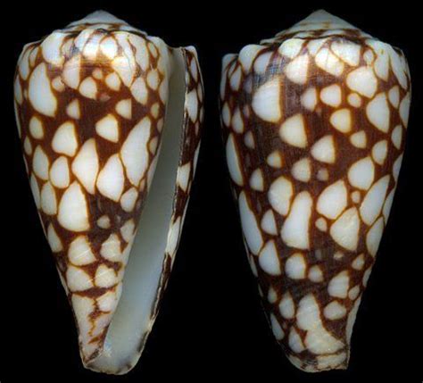 Pin On Cone Shells