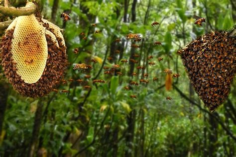 Honey Bee Hives In Trees