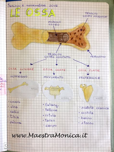 Il Sistema Scheletrico Scienze Classe Maestramonica Scienza