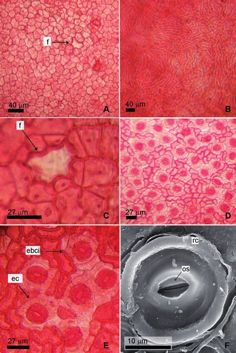 Ilex Argentina Epidermis A Epidermis Adaxial B Cutícula Estriada