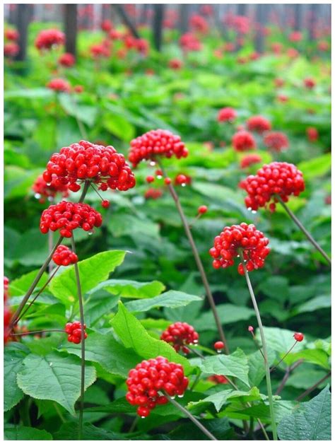 Семена Женьшень обыкновенный (Panax ginseng), 4 штуки — купить в ...