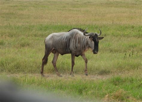 Eastern White Bearded Wildebeest From Loitokitok Kenia On June