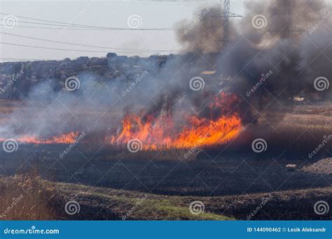 Incêndios Florestais Erva Seca Queimada Junco Ao Longo Do Lago a Grama